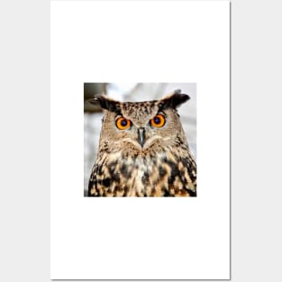 Eurasian Eagle Owl Posters and Art